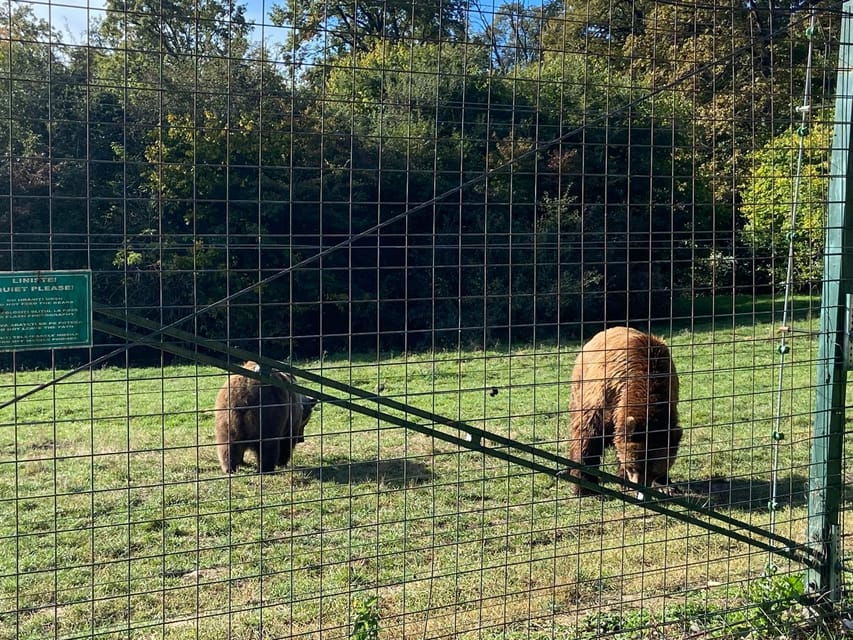 BV05-Private Hiking Tour and Bear Watching: Piatra Craiului - In-Depth Review of the Piatra Craiului Private Hiking and Bear Watching Tour