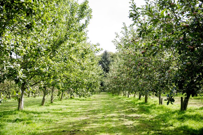Classic Vineyard Distillery Tour and Tasting Experience in Jersey - Good To Know