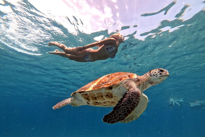 Curacao: Swimming with Sea Turtles and Grote Knip Beach Tour - An In-Depth Look at the Curacao Sea Turtle & Grote Knip Tour