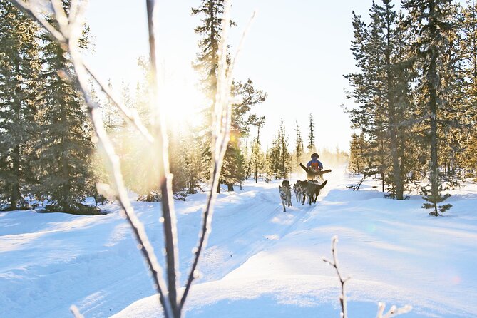 Dogsled Adventure Kiruna - Good To Know