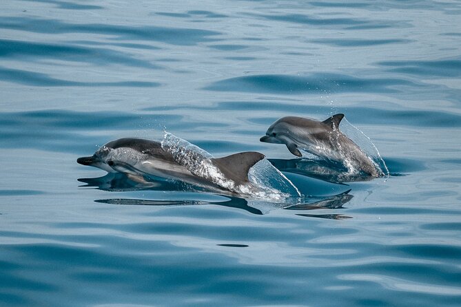 Dolphin Adventure in Sotogrande with Drink Included - Good To Know