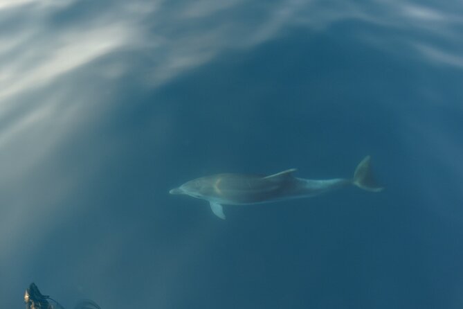 Dolphin Watching around Pore Riviera with Boat Trip - Good To Know