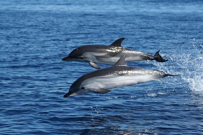 Dolphin Watching Boat Excursion to Figarolo Island from Olbia - Good To Know