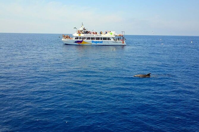 Dolphin Watching in Majorca - Good To Know