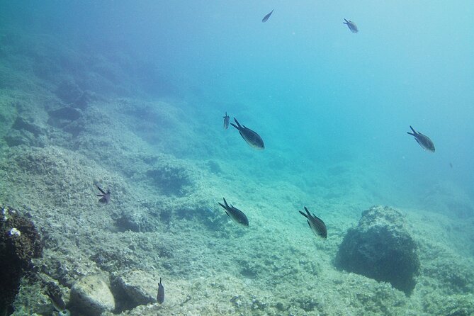 Double Shore Dive (certified divers) - Introduction