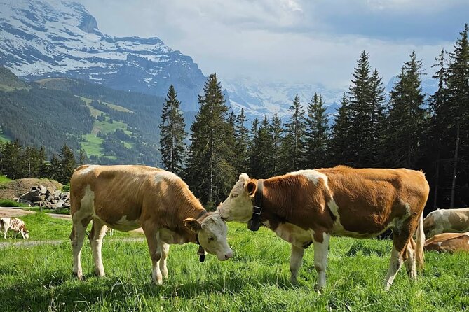 Easy countryside tour in Swiss Alps - kids friendly - An Authentic Swiss Countryside Experience in Lauterbrunnen