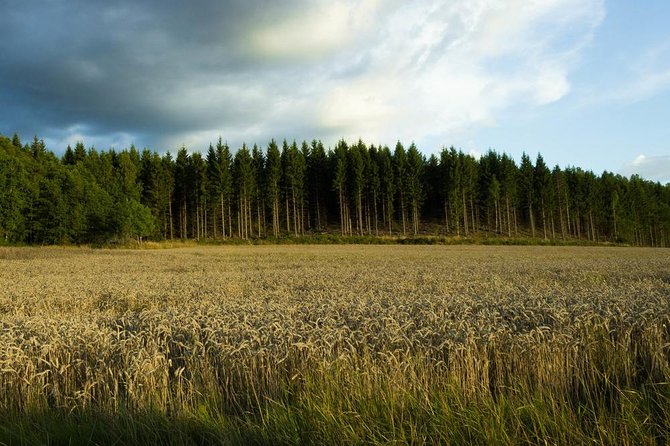 Evening Wildlife Safari from Stockholm - An In-Depth Look at the Safari Experience