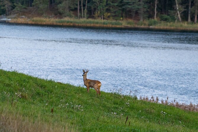 Evening Wildlife Safari with Campfire Dinner from Stockholm - Good To Know