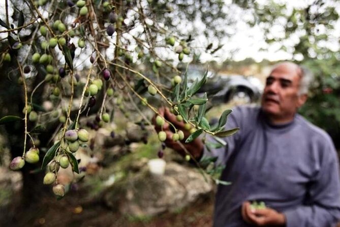 Experience of Olive Oil Tasting Crete , Visit the Knossos Palace - Good To Know