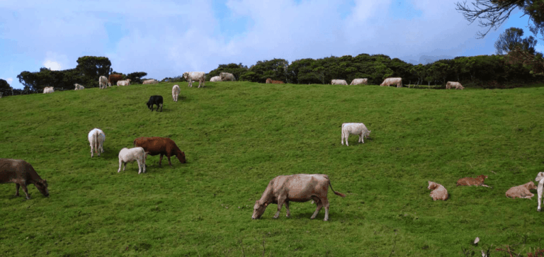 Faial Island: Personalized tour with Pic Nic