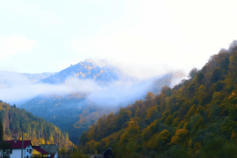 From Bucharest: Bear Sanctuary and 7 Ladders Canyon Day Trip - Overview of the Experience