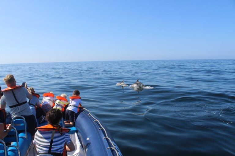 From Lagos: Dolphin Watching Boat Trip w/ Marine Biologists