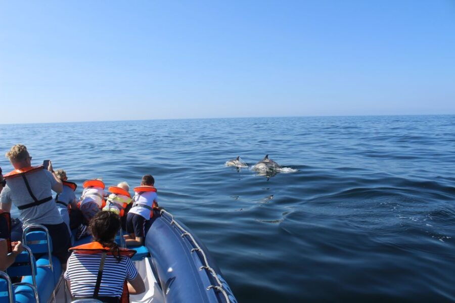 From Lagos: Dolphin Watching Boat Trip w/ Marine Biologists - Good To Know