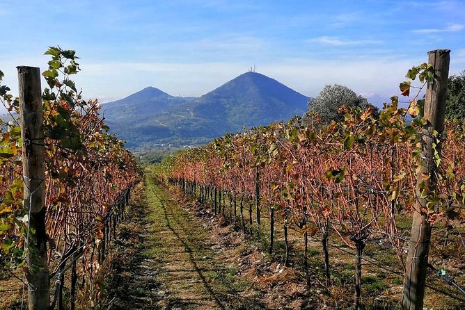 From Venice: Wine Tour in the Euganean Hills - Good To Know