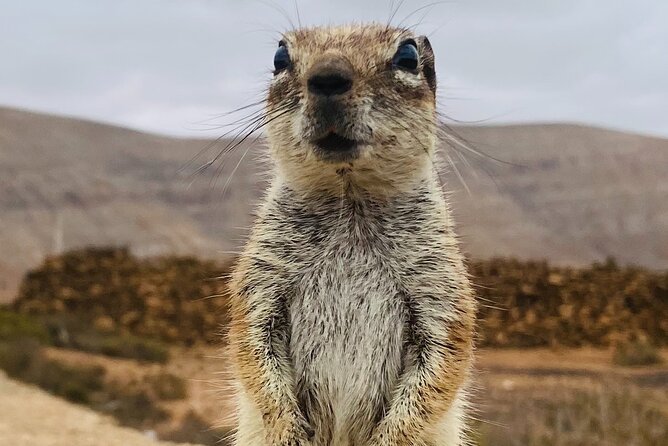 Fuerteventura: Discover Fuerteventura GRAND Islandtour - Good To Know