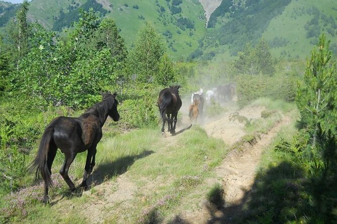 Full Day Jeep Safari Pelister Tour from Ohrid and or Bitola - Exploring North Macedonia’s Hidden Gem: The Full Day Jeep Safari Pelister Tour