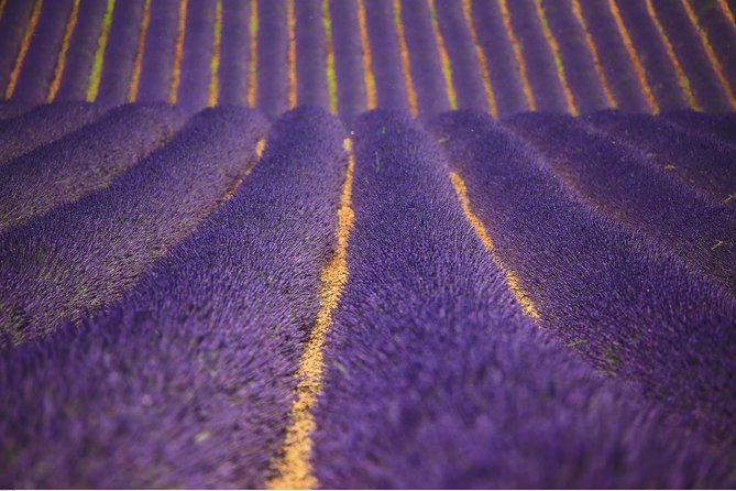 Full Day Ocean of Lavender in Valensole from Avignon - Good To Know