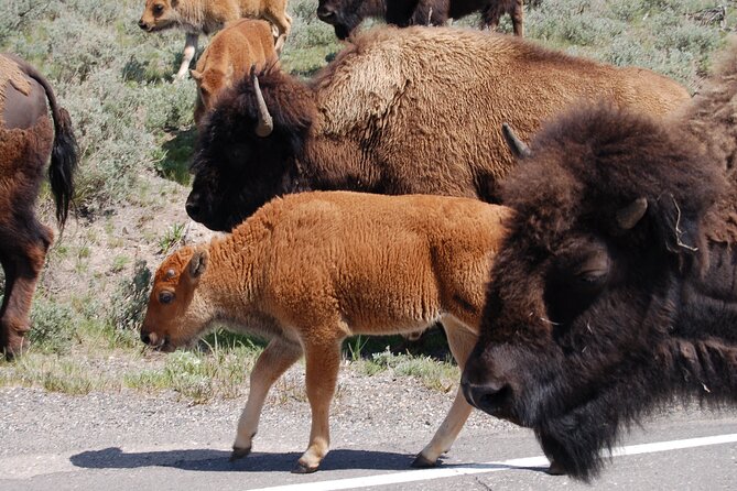 Full-Day Yellowstone Upper (Northern) Loop Tour - Good To Know