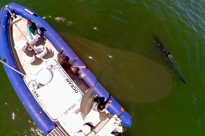Great White Sharks Topside in Monterey Bay - Good To Know
