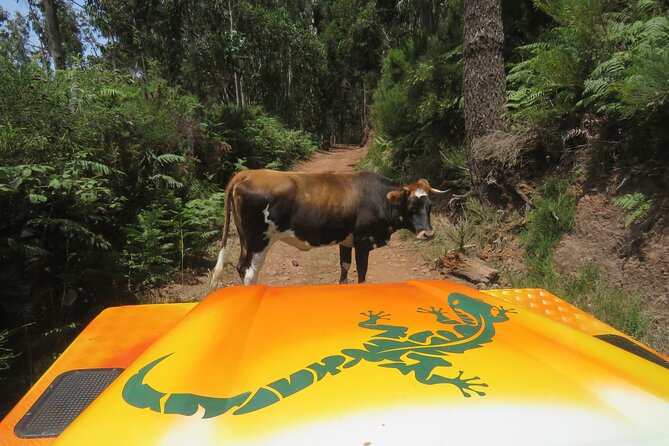 Guided Exploration of Southwest Madeira in a 4x4 - Good To Know