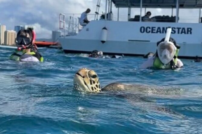 Guided Waikiki Turtle Snorkeling with Pick-up - What the Waikiki Turtle Snorkeling Tour Offers
