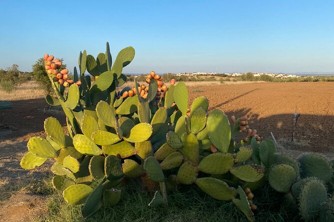 Half Day Monsaraz Megaliths Tour from Evora by Archaeologists - Exploring Portugal’s Ancient Roots: The Half Day Monsaraz Megaliths Tour from Évora