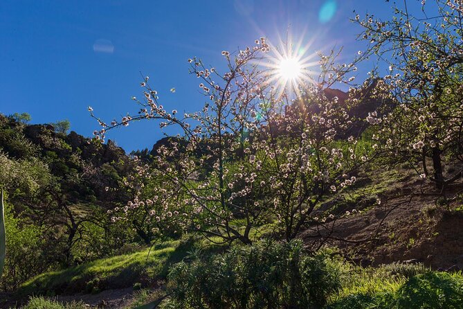 Hikes Roque Nublo - Exploring the Hikes to Roque Nublo: An Authentic Gran Canaria Adventure