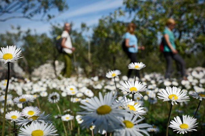 Hiking tour Vidova gora and visiting Museum of olive oil - Good To Know