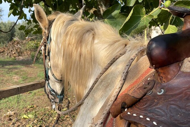 Horse riding excursion - Good To Know