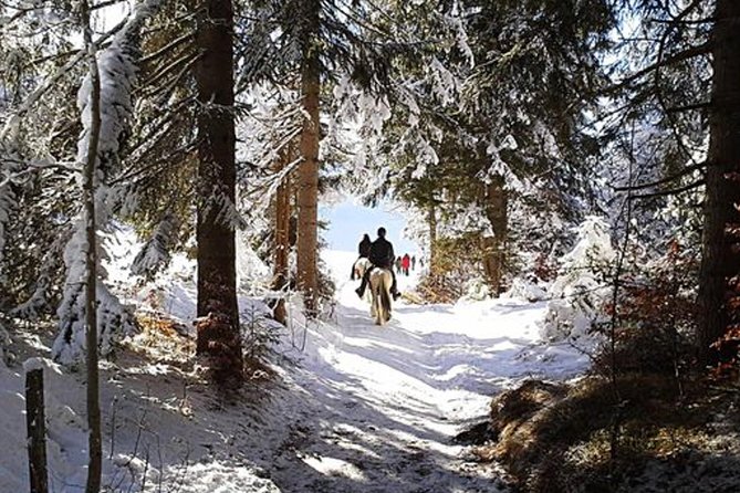 Horse Riding in Bled - Horse Riding in Bled: A Detailed Look at this Scenic Slovenian Adventure