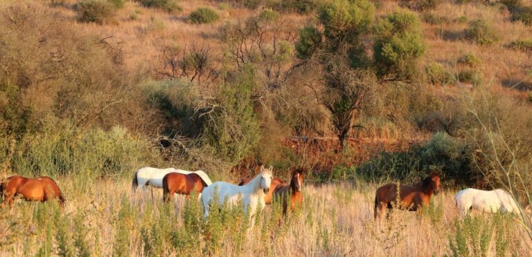 Horse riding in the Arrabida Valley, two hours
