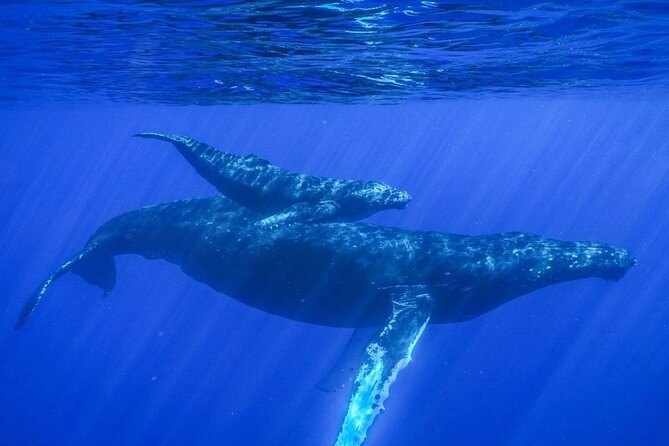 Humpback Whale Watching in Kailua-Kona Hawaii - Good To Know