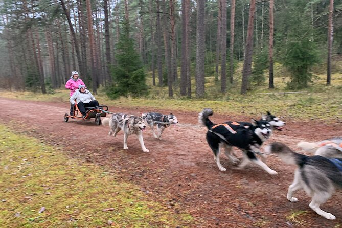 Husky dog sled/bike kart ride in Latvia ~ 3h group tour from Riga - Good To Know  