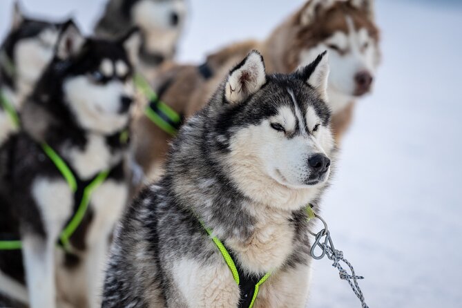 Husky Sledding Self-driving in Rovaniemi - Good To Know
