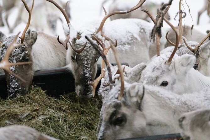Ivalo: A Day in the Life of Reindeer Herders - Good To Know