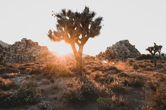 Joshua Tree Half Day Private Sunrise Hike - Good To Know