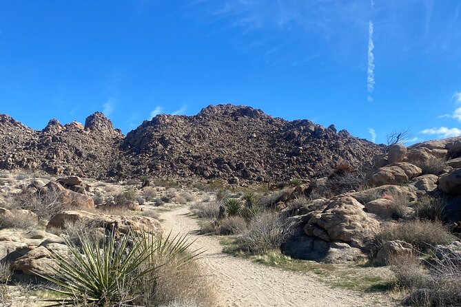 Joshua Tree Natural Wonders Walk: Plants, Animals and Rocks - Introduction
