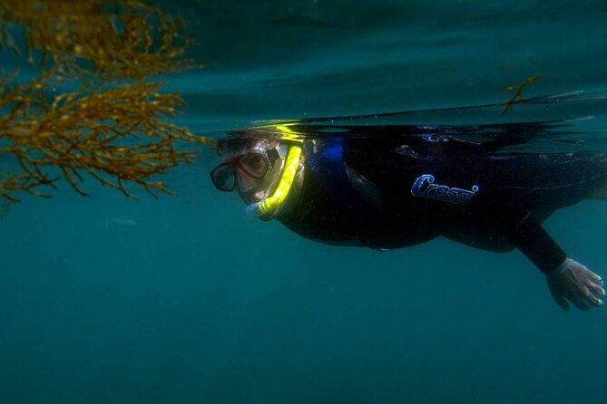 Kayak and Snorkeling Adventure in Arrabida - Good To Know