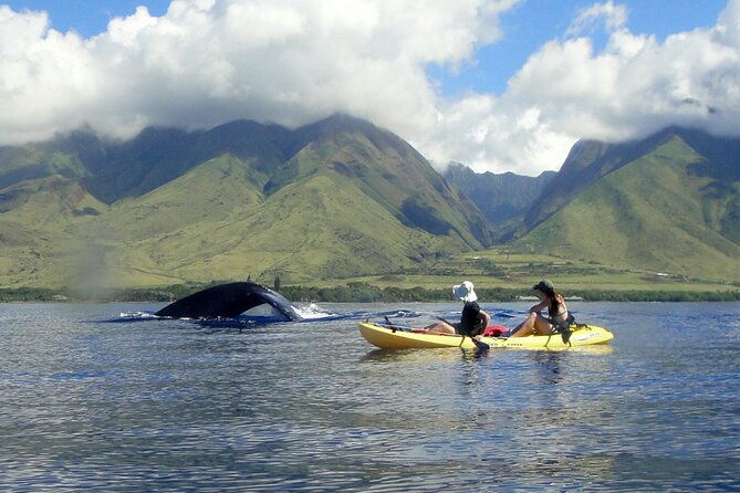 Kayak, Whale Watch and Snorkel - Who Will Love This Tour?