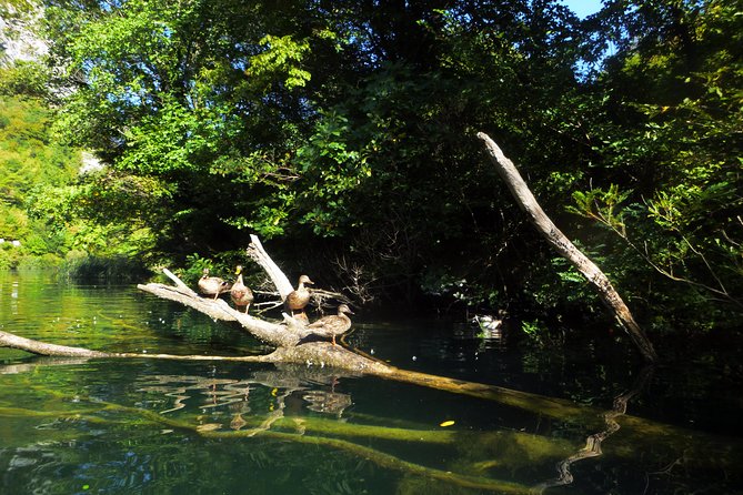 Kayaking and Snorkeling in Omi - Good To Know