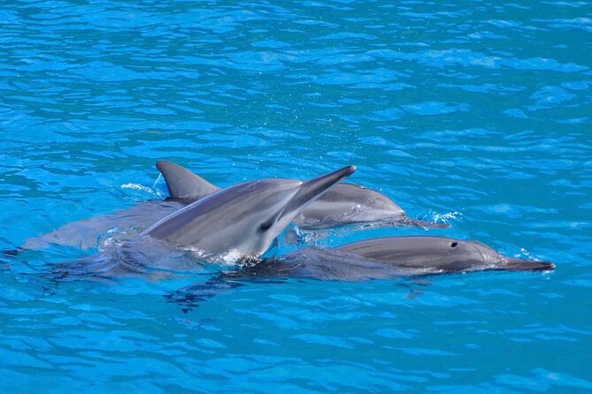 Kealakekua Bay Snorkel & Dolphin Watch In Kona - Good To Know