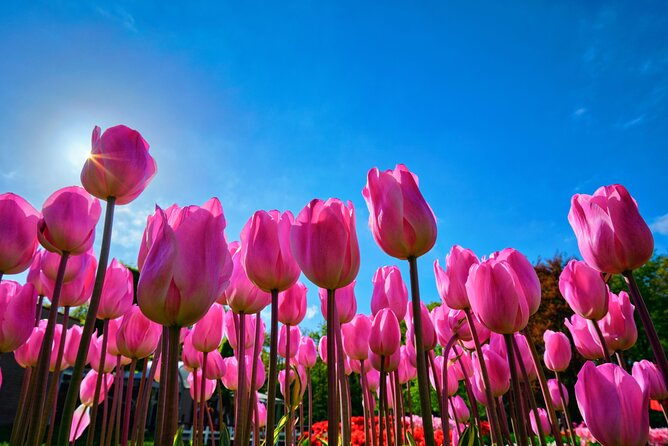 Keukenhof Tulip Garden Tour - Good To Know