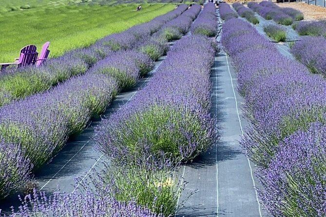 Lewin Farms, Lavender By The Bay and Tanger Outlets Full-Day Tour - Good To Know