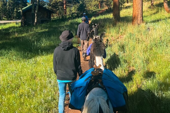 Llama to Lunch in the Rocky Mountains - Good To Know