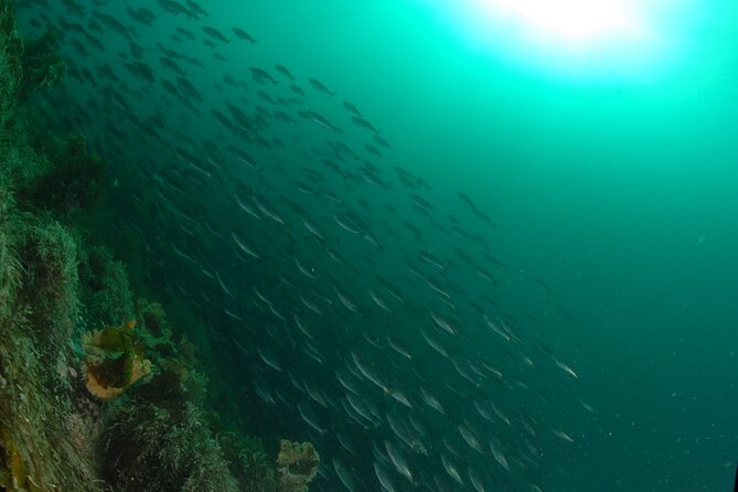 Lofoten Grand Canyon Snorkeling Tour - Good To Know