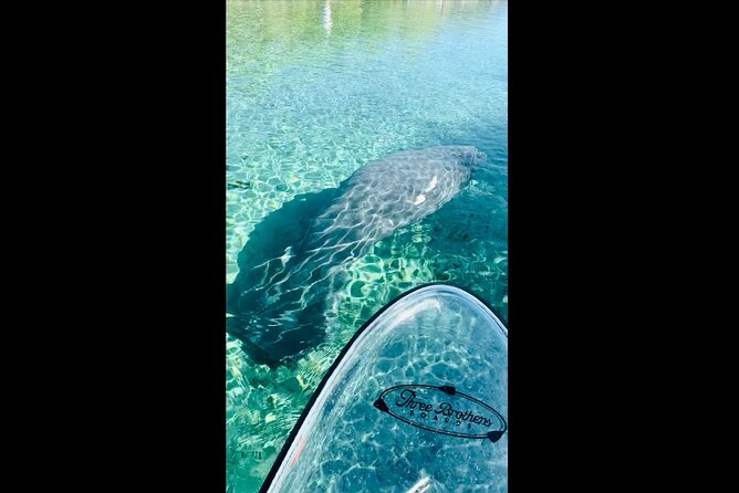 Manatees, Monkeys and Florida Natural Spring Adventure Tour - Good To Know