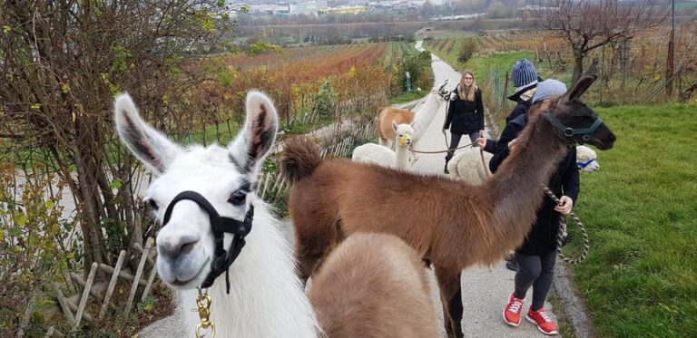 Mödling/Vienna: Scenic Guided Hike with Alpacas and Llamas