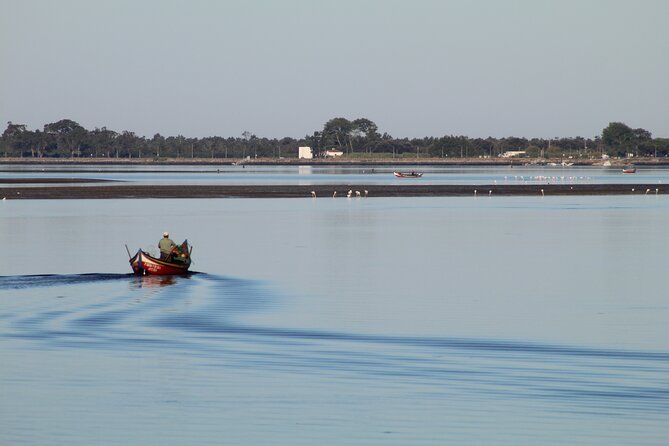 Moliceiro boat trip, with experience in bivalves harvesting - Exploring the Charm of the Ria de Aveiro on a Moliceiro Boat Trip with Bivalve Harvesting