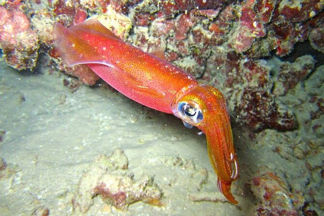 Night Dive Adventure in Oahu - What to Expect on the Tour