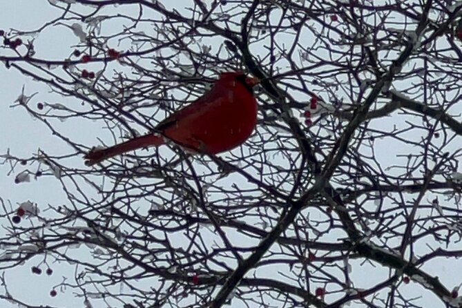 NYC Beginner Private Birdwatching Tour - Good To Know
